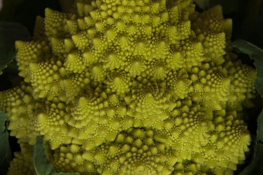 romanesco - italian broccoli cabbage close up on dark background