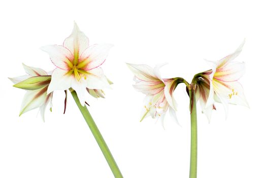 Beautiful blossoms of white Amaryllis flower isolated on white background