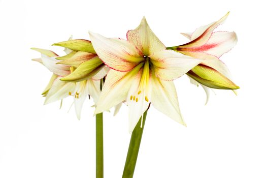 Beautiful blossoms of white Amaryllis flower isolated on white background