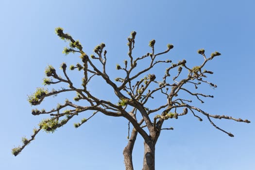 Branches towards blue sky in spring