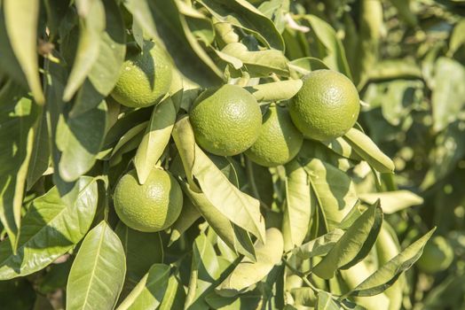 Fruits of ripe lemons on a lemon tree