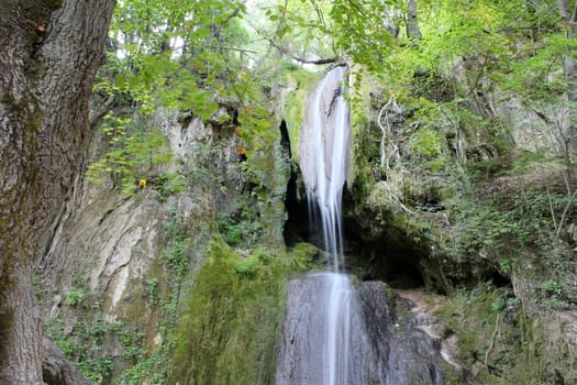 forest with waterfall