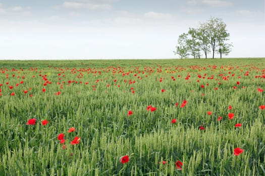 green wheat field spring scene