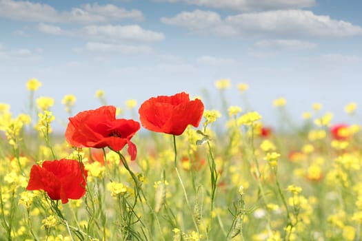 poppy flowers nature spring scene