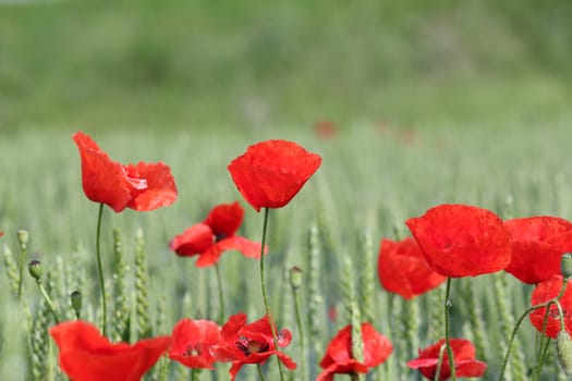 red poppy flower and green wheat nature spring scene