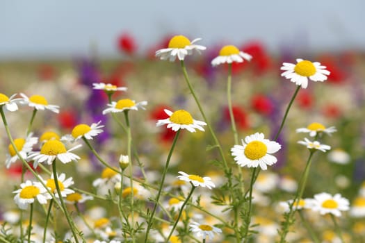 wild flowers field nature spring scene