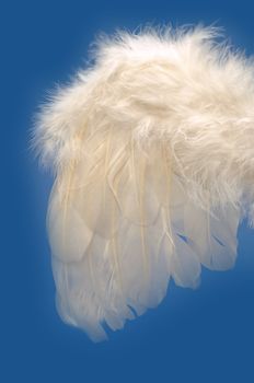 Angels feather wing on sky blue background with slight halo blur for effect