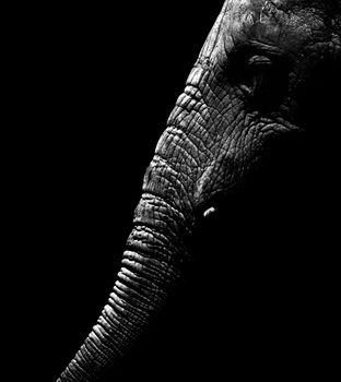 African elephant on black background