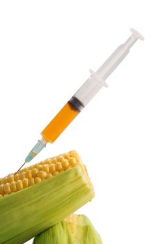 Corn and syringe extracting bio fuel