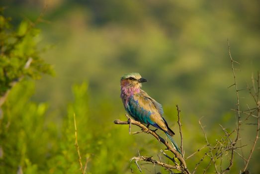 Lilac breasted roller perched on bushveld tree in African wildlife reserve