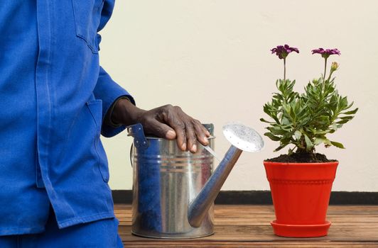 African American Resting Arm on Watering Can Next to Red Potplant