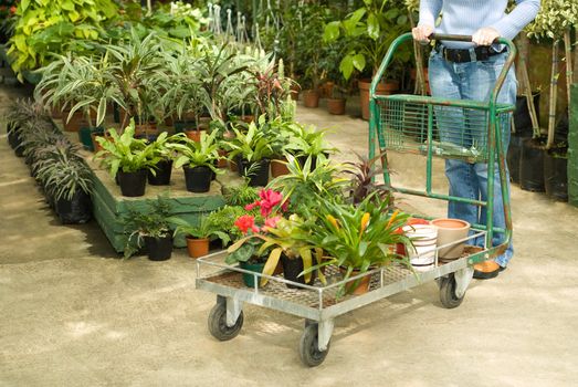 Nursery Plants Selected on a Trolley For Gardening