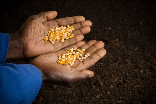 African American Farmer Holding Seeds in Hands with Prepared Soil in Background