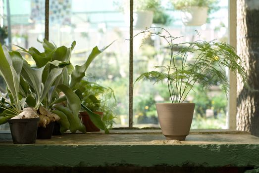 Potted Plants on Table in Greenhouse