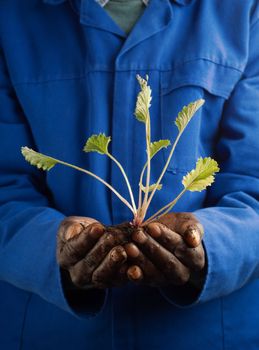 African American Farmer Holding New Plant in Hands