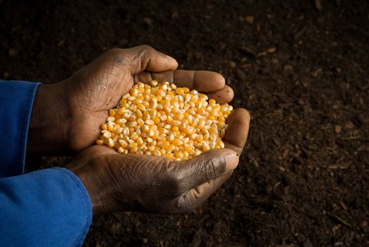 African American Farmer Holding Seeds in Hands with Prepared Soil in Background