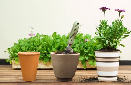 Three Clay Flower Pots in a Row, Different Stages of Potting