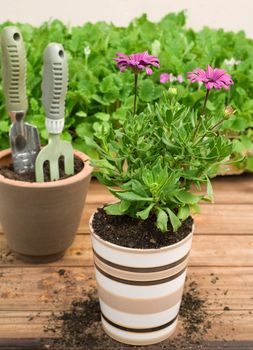 Two Ceramic Flower Pots Filled with Potting Soil, Gardening Tools, Purple Flower