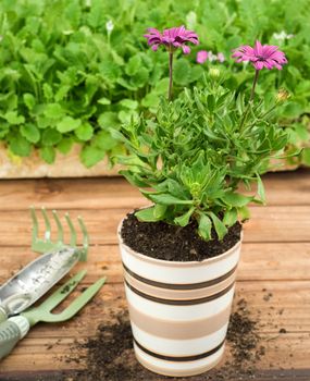 Single Striped Ceramic FLower Pot, Gardening Tools, Seedlings