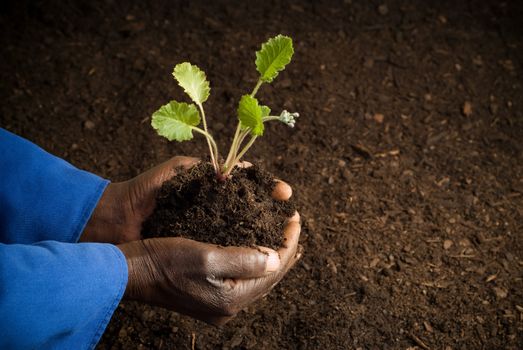 African American Farmer Holding New Plant in Hands