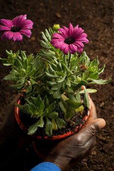 African American Hands Holding Purple Potted Flower on Soil Background