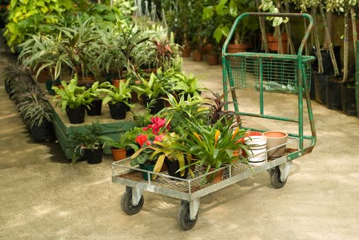 Nursery Plants Selected on a Trolley For Gardening