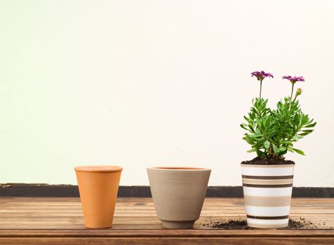 Three Flower Pots in a Row, Beautiful Purple Flower Planted in Pot