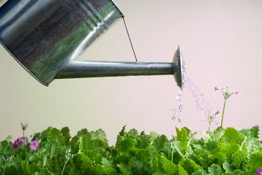 Stainless Steel Watering Can Being Used to Water Flowers