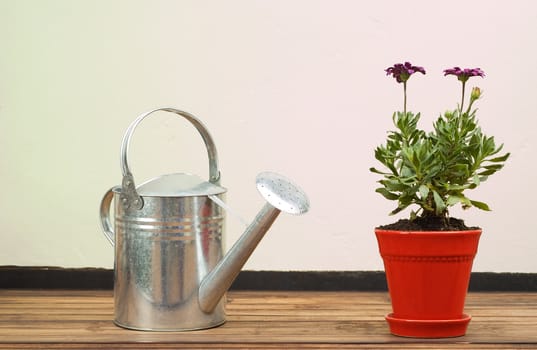 Stainless Steel Watering Can Standing on Outside Table Next to Red Potplant