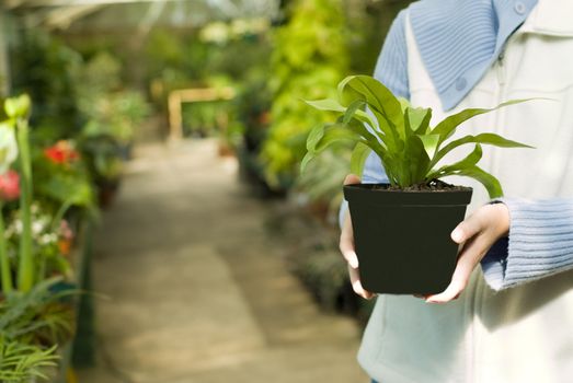 Selecting Plants in a Greenhouse at the Nursery