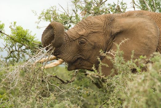 Elephant eating tree leave in South African national park safari