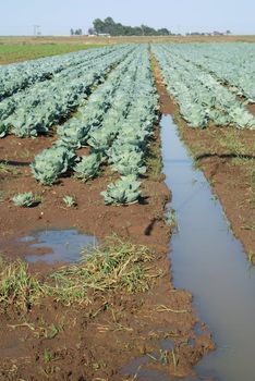 Cabbages growing in rural farm field with irrigation water