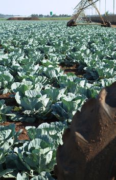 Cabbages growing in rural farm field with irrigation equipment