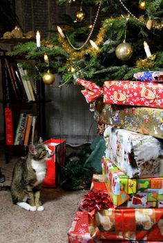 Funny cat looking at a lot of Christmas gifts wrapped in the beautiful vivid paper 