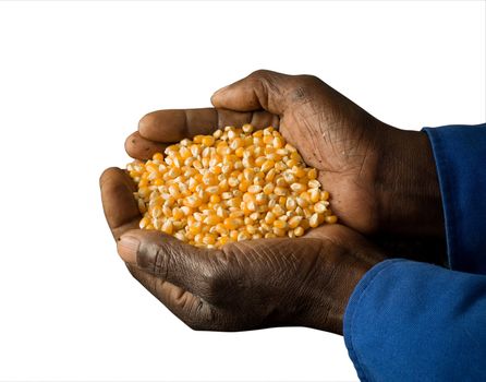 African American Farmer Holding Seeds in Hands with Prepared Soil in Background