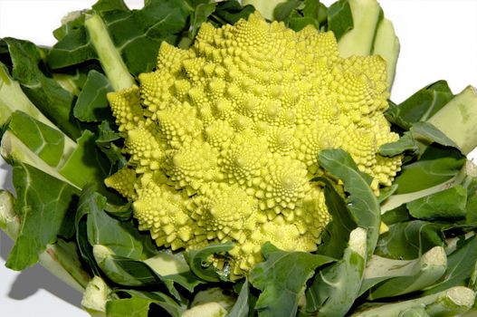 romanesco - italian broccoli cabbage isolated on white background