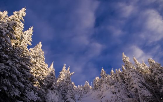 beautiful winter landscape with place for writting