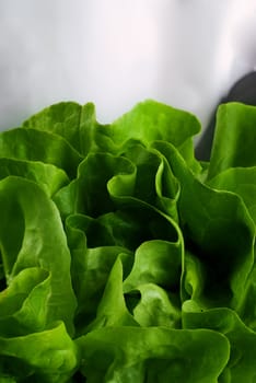 Chef Wearing Black and White Uniform Holding Fresh Butter Lettuce