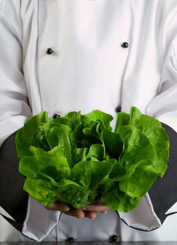 Chef Wearing Black and White Uniform Holding Fresh Butter Lettuce