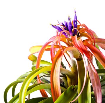 Tillandsia