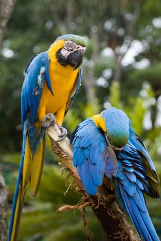 Two blue and yellow macaw on perch, one grooming feathers