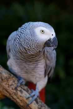 African Grey Parrot bird in Africa on tree branch - intentional limited depth of field, sharp focus on eye