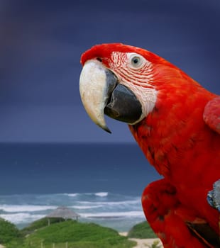 Parrot by the sea