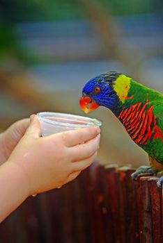 Child hands feed colorful tame pet parrot