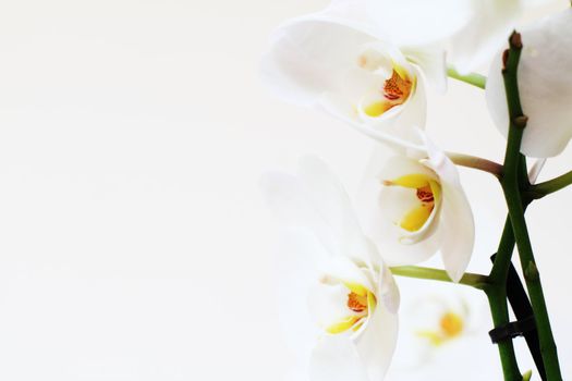 close up of white orchid - phalaenopsis flower