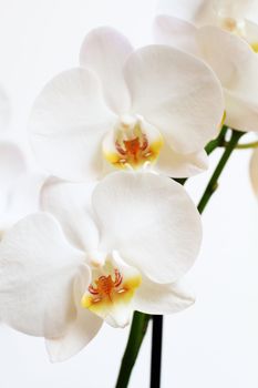 close up of white orchid - phalaenopsis flower