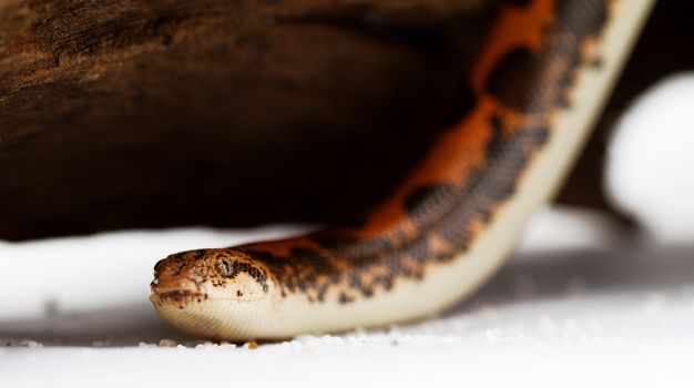 Kenyan Sand Boa (Eryx colubrinus) 