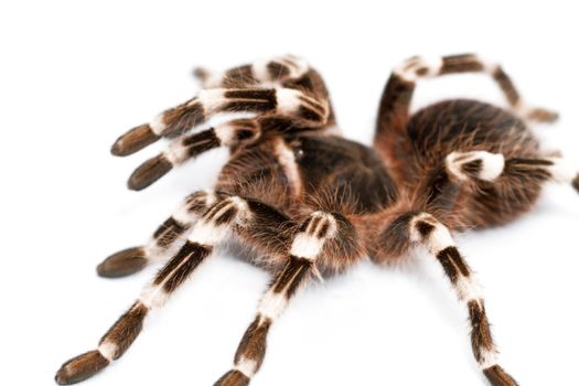 beautiful spider isolated on white background (geniculata)