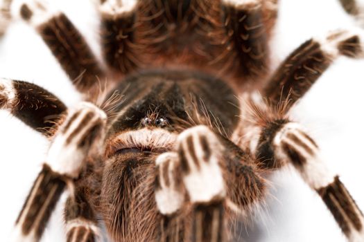 beautiful spider isolated on white background (geniculata)