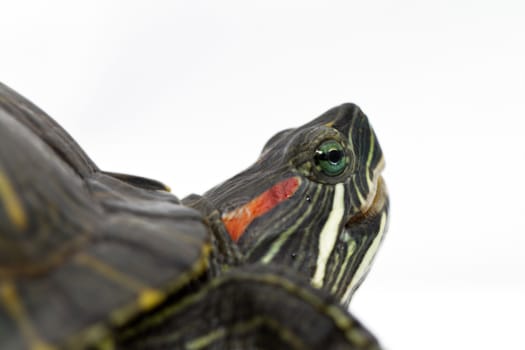 Small turtle on white background